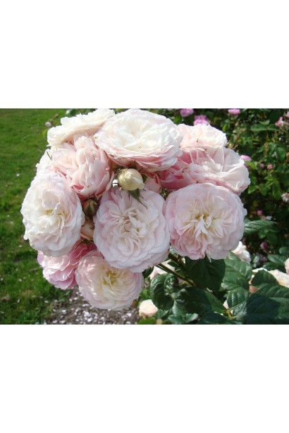 Троянда мускусна Букет Парфе - дрібні рожеві квіти в пишних гронах